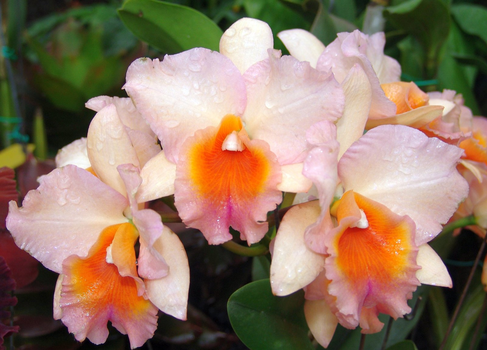 Foster_Botanical_Garden 01 _attraction