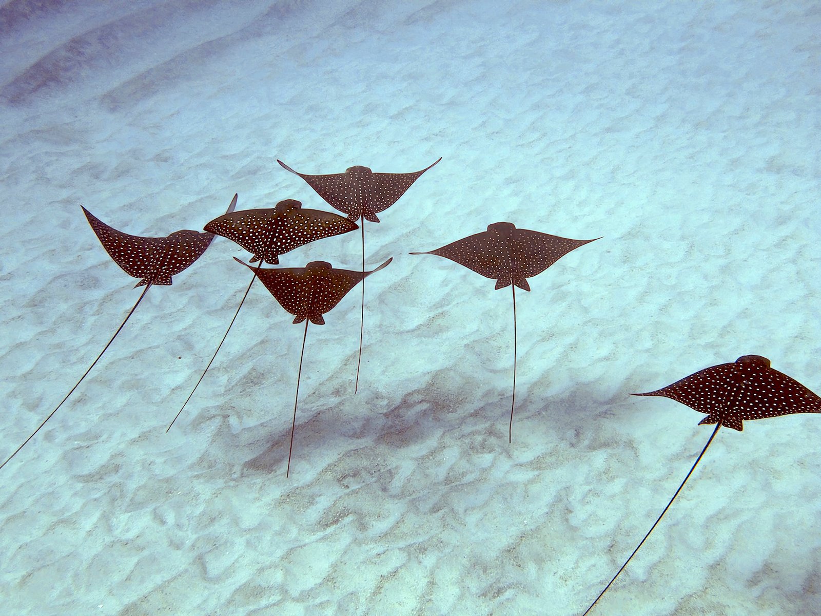 Keauhou Bay_01 _attraction