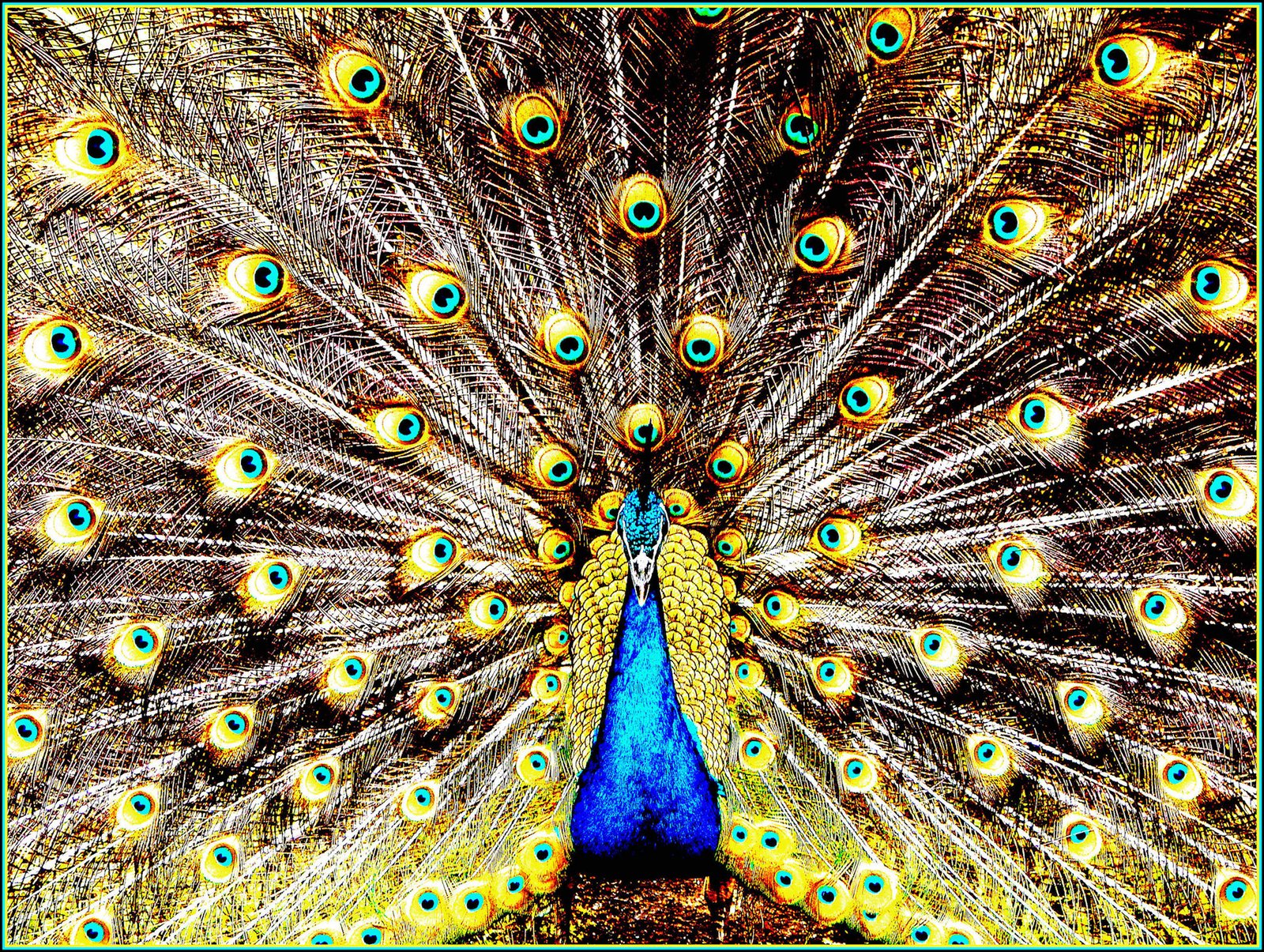 Panaewa Rainforest Zoo 01 _attraction